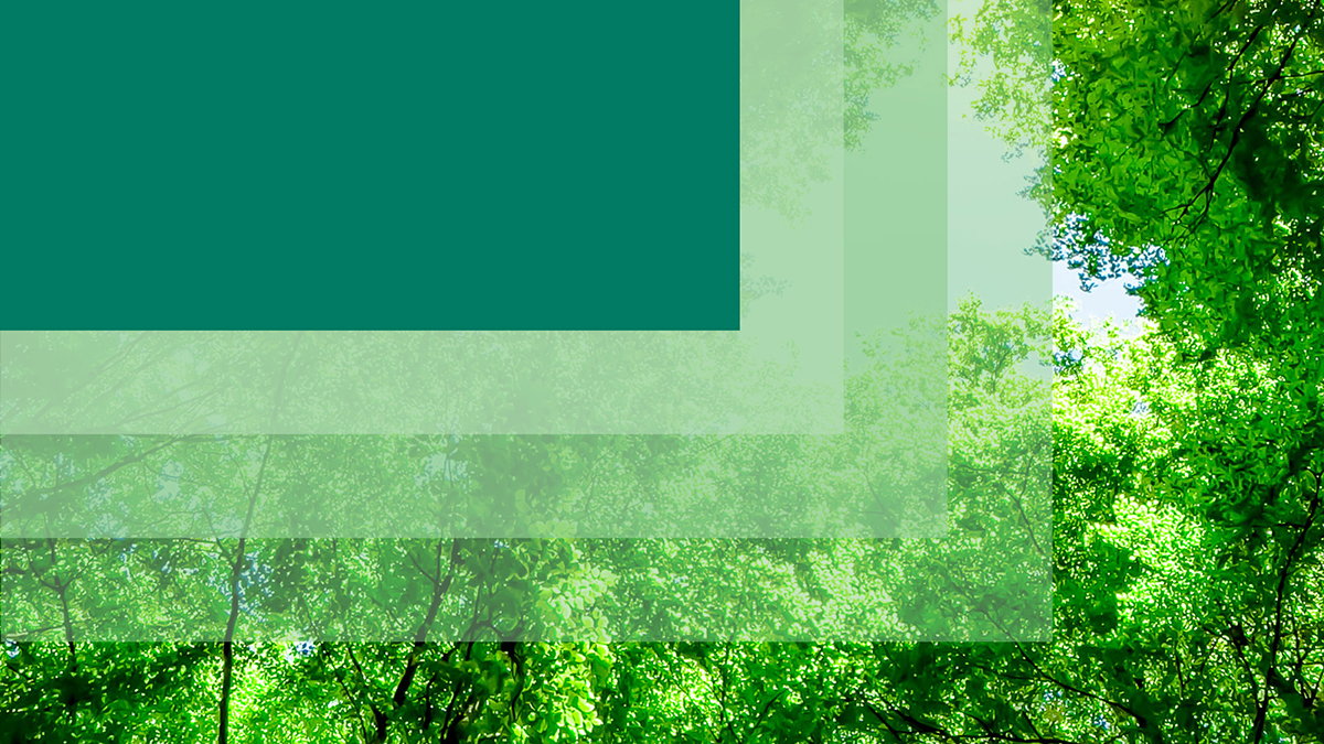 Aerial view of lush green trees symbolizing environmental sustainability, reflecting Apollo’s impact mission in private equity and alternative investments.