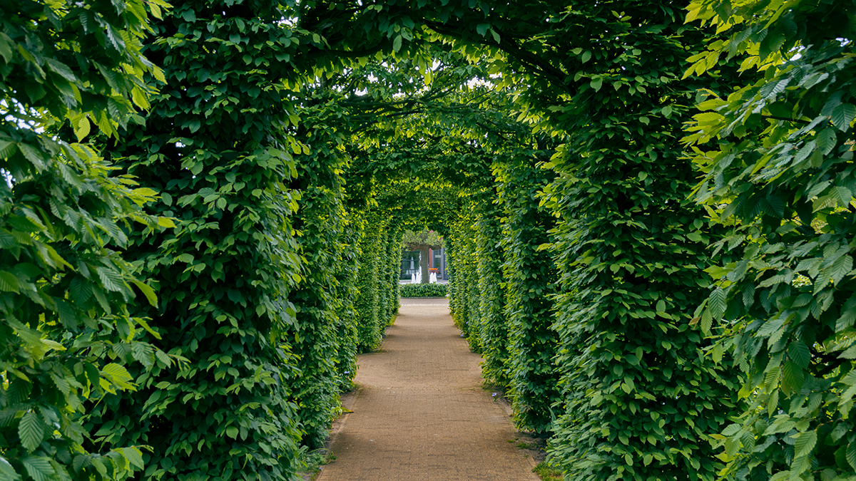 The Evolution of Sustainable Credit & Platforms at Apollo (Volume IV): Expanding the Reach of Sustainability A symmetrical garden pathway framed by dense green hedges forming an arched corridor, leading toward a bright courtyard, symbolizing a structured and disciplined approach to sustainable credit and long-term alternative investments.
